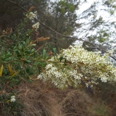 Bursaria spinosa subsp. lasiophylla (Australian Blackthorn) at Uriarra Village, ACT - 1 Feb 2017 by Mike