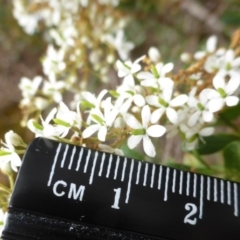 Bursaria spinosa subsp. lasiophylla at Uriarra Village, ACT - 1 Feb 2017