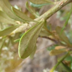 Bursaria spinosa subsp. lasiophylla at Uriarra Village, ACT - 1 Feb 2017