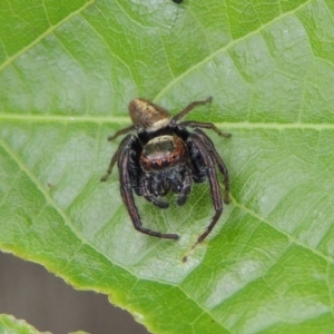 Opisthoncus grassator at Conder, ACT - 27 Dec 2016