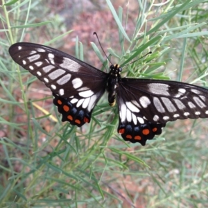 Papilio anactus at Hawker, ACT - 3 Feb 2017 08:13 AM