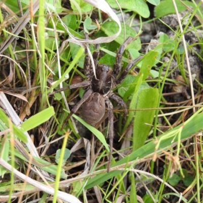 Tasmanicosa sp. (genus) (Unidentified Tasmanicosa wolf spider) at Lower Cotter Catchment - 2 Feb 2017 by Qwerty
