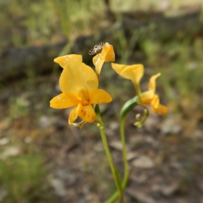 Diuris nigromontana (Black Mountain Leopard Orchid) at Aranda, ACT - 29 Oct 2016 by CathB