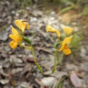 Diuris nigromontana at Point 4081 - 29 Oct 2016