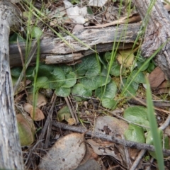 Corysanthes hispida (Bristly Helmet Orchid) at Point 4081 - 29 Oct 2016 by CathB
