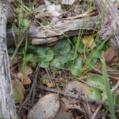 Corysanthes hispida (Bristly Helmet Orchid) at Aranda, ACT - 29 Oct 2016 by CathB