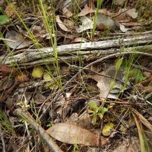 Corysanthes hispida at Point 4081 - suppressed