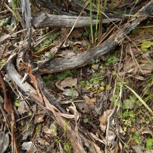 Corysanthes hispida at Point 4081 - suppressed