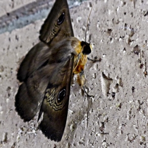 Dasypodia selenophora at Banks, ACT - 3 Feb 2017