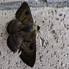 Dasypodia selenophora at Banks, ACT - 3 Feb 2017 12:00 AM