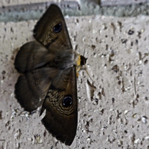 Dasypodia selenophora at Banks, ACT - 3 Feb 2017