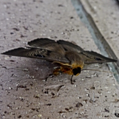 Dasypodia selenophora at Banks, ACT - 3 Feb 2017