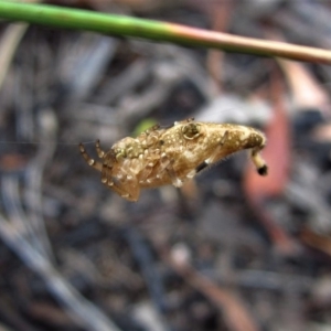 Arachnura higginsi at Belconnen, ACT - 2 Feb 2017