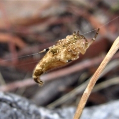 Arachnura higginsi at Belconnen, ACT - 2 Feb 2017