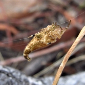 Arachnura higginsi at Belconnen, ACT - 2 Feb 2017