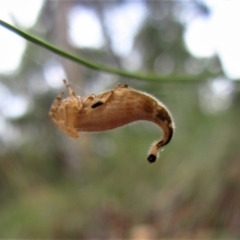 Arachnura higginsi at Belconnen, ACT - 2 Feb 2017