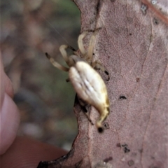 Arachnura higginsi at Belconnen, ACT - 2 Feb 2017