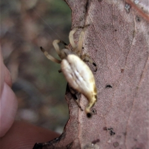 Arachnura higginsi at Belconnen, ACT - 2 Feb 2017