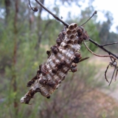 Ropalidia plebeiana (Small brown paper wasp) at Aranda Bushland - 1 Feb 2017 by CathB