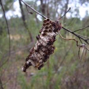 Ropalidia plebeiana at Belconnen, ACT - 1 Feb 2017 07:38 AM