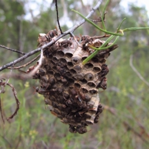 Ropalidia plebeiana at Belconnen, ACT - 1 Feb 2017 07:38 AM