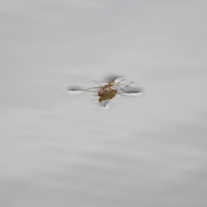 Gerridae (family) at Stromlo, ACT - 3 Feb 2017 12:00 AM