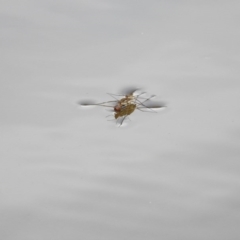 Gerridae sp. (family) (Unidentified water strider) at Stromlo, ACT - 2 Feb 2017 by Qwerty