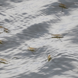 Gerridae (family) at Stromlo, ACT - 3 Feb 2017