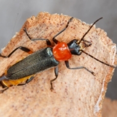 Chauliognathus tricolor (Tricolor soldier beetle) at Amaroo, ACT - 2 Feb 2017 by CedricBear