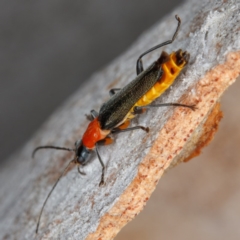 Chauliognathus tricolor at Amaroo, ACT - 2 Feb 2017 10:05 AM