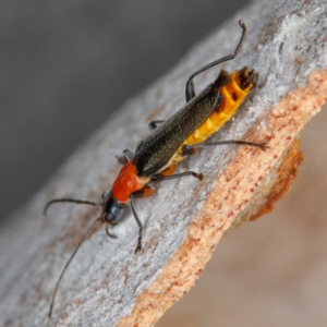 Chauliognathus tricolor at Amaroo, ACT - 2 Feb 2017