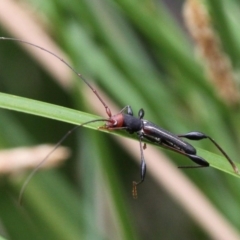 Amphirhoe sloanei (Longicorn or Longhorn beetle) at Mount Ainslie - 19 Jan 2017 by HarveyPerkins