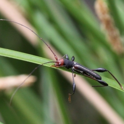 Amphirhoe sloanei (Longicorn or Longhorn beetle) at Mount Ainslie - 19 Jan 2017 by HarveyPerkins