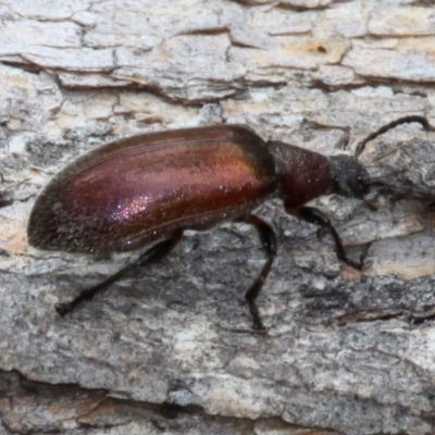 Metriolagria formicicola (Darkling beetle) at Majura, ACT - 19 Jan 2017 by HarveyPerkins