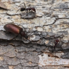 Metriolagria formicicola at Majura, ACT - 19 Jan 2017 01:07 PM