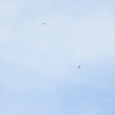 Falco cenchroides (Nankeen Kestrel) at Coree, ACT - 2 Feb 2017 by Qwerty