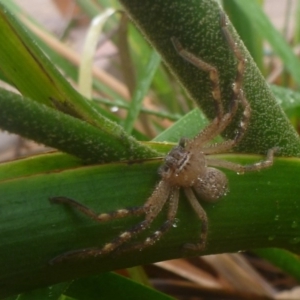 Neosparassus sp. (genus) at Aranda, ACT - 6 Feb 2014