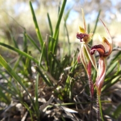 Caladenia actensis (Canberra Spider Orchid) at Hackett, ACT - 13 Oct 2016 by Qwerty