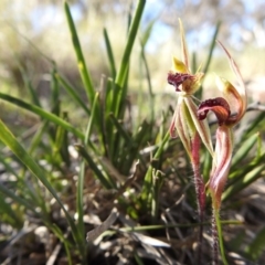 Caladenia actensis (Canberra Spider Orchid) at Hackett, ACT by Qwerty