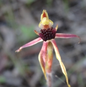 Caladenia actensis at suppressed - 14 Oct 2016