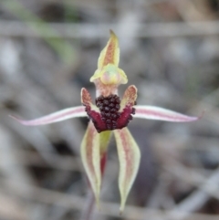 Caladenia actensis at suppressed - 14 Oct 2016