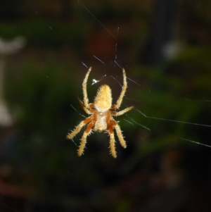 Hortophora sp. (genus) at Aranda, ACT - 5 Jan 2015 07:07 PM