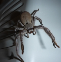 Isopeda (genus) (Huntsman Spider) at Aranda, ACT - 13 Jan 2015 by JanetRussell
