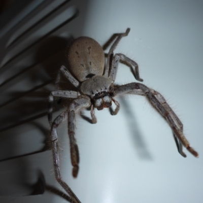 Isopeda (genus) (Huntsman Spider) at Aranda, ACT - 13 Jan 2015 by JanetRussell