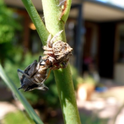 Dolophones conifera (Wrap-around spider) at Aranda, ACT - 16 Jan 2015 by JanetRussell