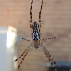 Plebs bradleyi (Enamelled spider) at Conder, ACT - 15 Jan 2017 by michaelb