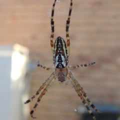 Plebs bradleyi (Enamelled spider) at Pollinator-friendly garden Conder - 15 Jan 2017 by michaelb