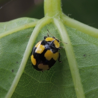 Illeis galbula (Fungus-eating Ladybird) at Conder, ACT - 26 Dec 2016 by michaelb