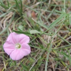 Convolvulus angustissimus subsp. angustissimus (Australian Bindweed) at Pollinator-friendly garden Conder - 26 Dec 2016 by michaelb