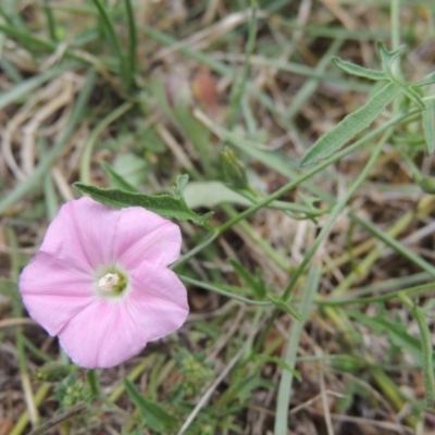 Convolvulus angustissimus subsp. angustissimus (Australian Bindweed) at Conder, ACT - 26 Dec 2016 by michaelb